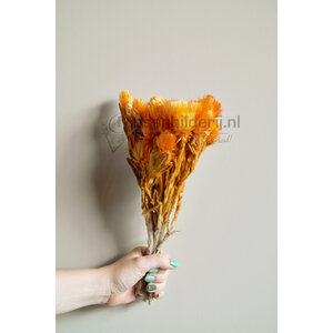 Trockenblumen orange