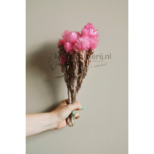 Trockenblumen rosa
