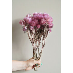 Trockenblumen Lavendel