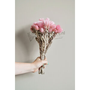 Trockenblumen hellrosa
