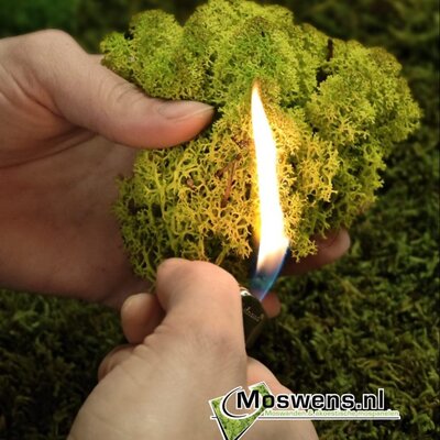 Was ist die Brandklasse einer Mooswand?