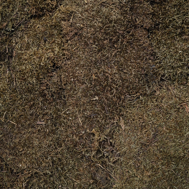 Pine