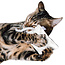 CanadianCat Company Catnip Kuschelkissen weiß