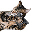 CanadianCat Company Catnip Kuschelkissen Anthrazit