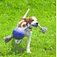Jolly Pets Jolly Ball Romp'n Roll