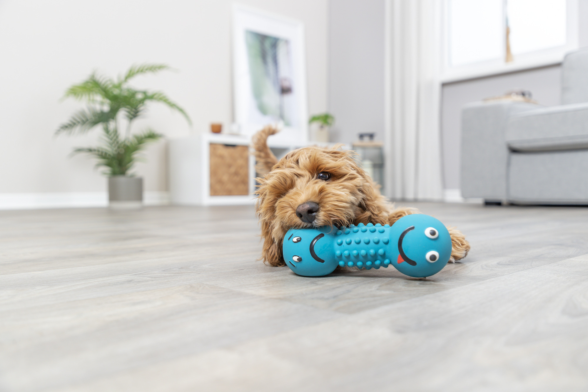 Zappi Co Quietschspielzeug Für Hunde 2er-Pack - Füllungsfrei Eichhörnchen & Otter - Plüsch Kauspielzeug