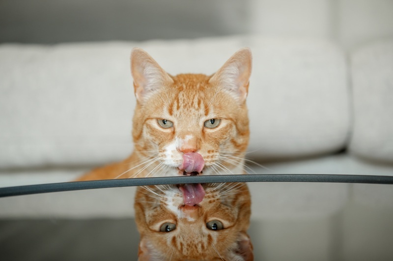 Die ultimative Kaufberatung für den perfekten Futternapf für deine Katze