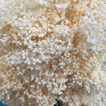 Gedroogde Broom Bloom