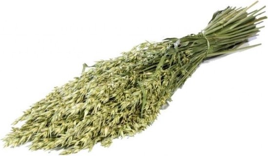 Wholesale oat dried flowers | Buy dried Avena for business purposes