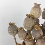 Dried Poppy