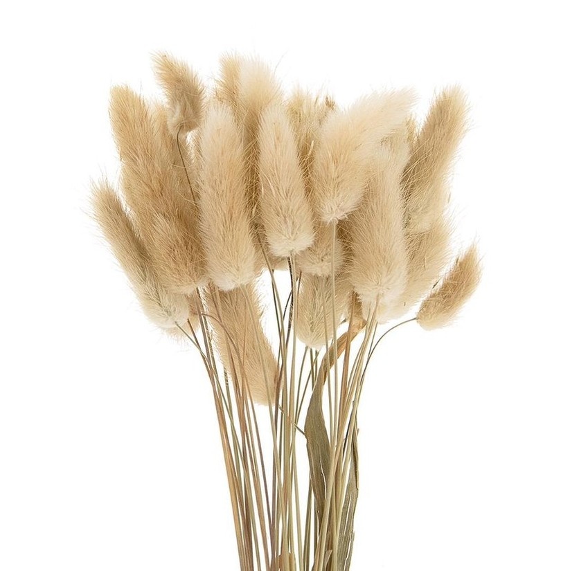 Großhandel getrocknete Lagurus-Blumen | Kaufen Sie getrockneten Lagurus für geschäftliche Zwecke