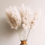 Dried Pampas Grass