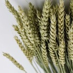 Dried Wheat