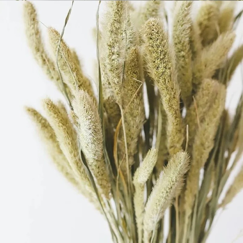 Wholesale Setaria dried flowers | Buy dried Setarea for business purposes