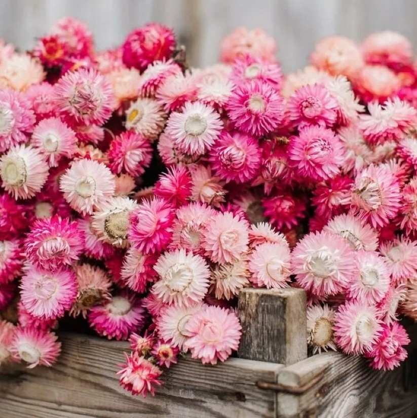 Groothandel Helichrysum droogbloemen | Zakelijk gedroogde Strobloemen kopen