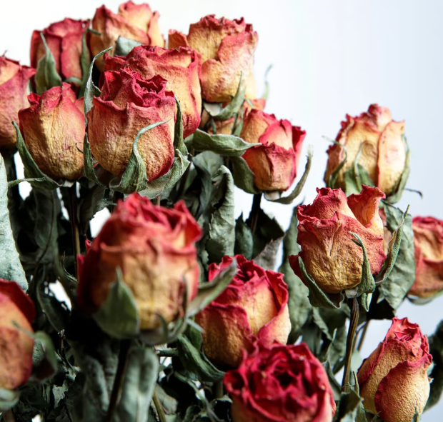 Wholesale dried roses. Buy affordable dried roses and dried spray roses.