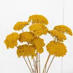 Dried Achillea Parker