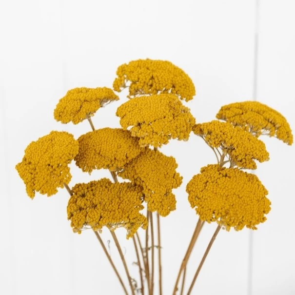 Groothandel gedroogde Achillea Parker. Voordelig Achillea Parker droogbloemen online kopen.