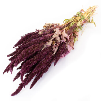 Gedroogde Amaranthus