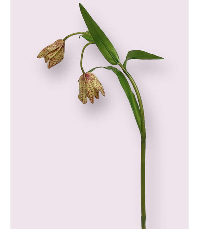 Grün-lila Fritillaria | Länge