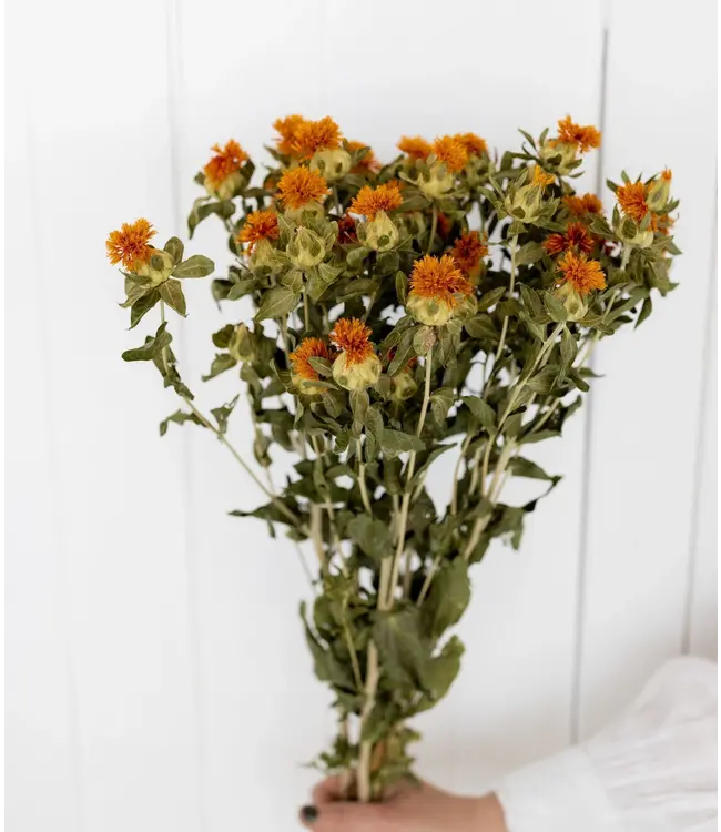 Dried orange Carthamus dried flowers | Length 70 cm