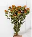 Dried orange Carthamus dried flowers | Length 70 cm