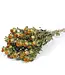 Dried orange Carthamus dried flowers | Length 70 cm