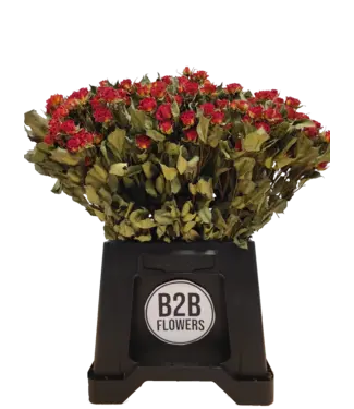 B2B Flowers Getrocknete orange Sprührosen "Babe Orange"