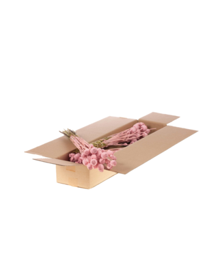 LDD Mat pink dried poppy | Per 4 bunches