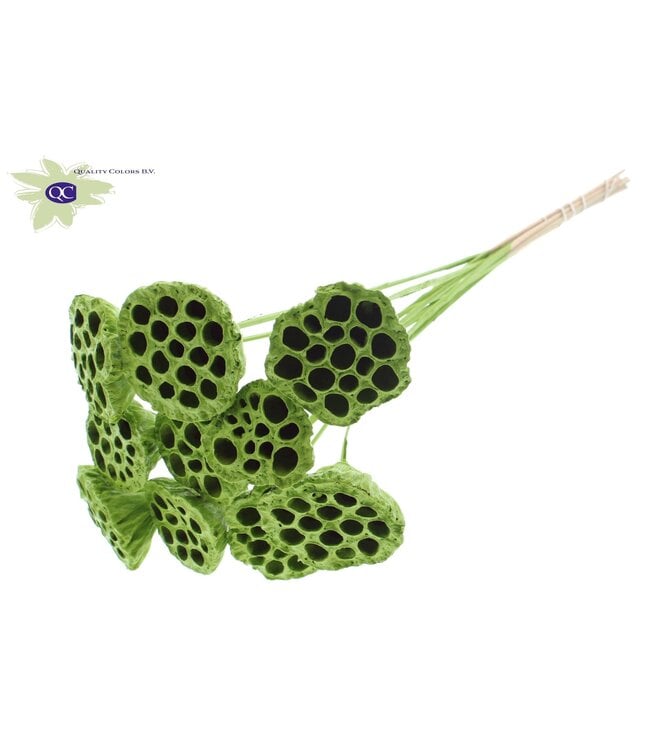 Lotus 5-7cm on stem Covered Light Green | Per 50 stuks te bestellen