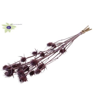 QC Matt milky natural dried thistles | Cardi Stella dried flowers | Length 70 centimetres | 5 pieces per bunch | Per 6 bunches