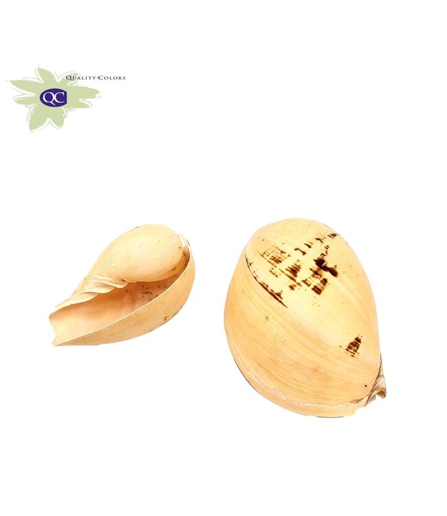 Red giant Patran sea shells in bag | 2 shells per bag | Order per 2 bags