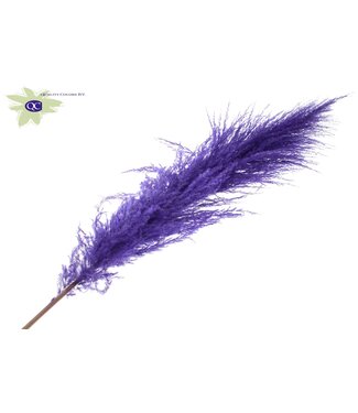 QC Pampas Grass ± 175cm p/pc in poly Purple | Per 10 stuks