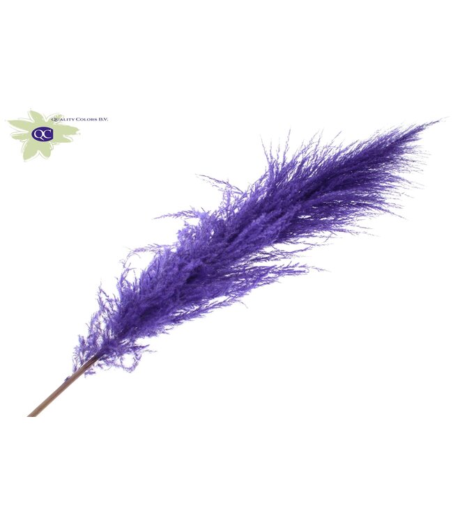 Pampas Grass ± 175cm p/pc in poly Purple | Per 10 stuks te bestellen