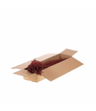 LDD Solidago rouge séché | Fleurs séchées de verge d'or | Par 4 pièces