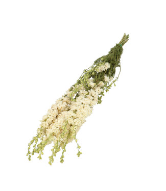 4A Wit gedroogd Ridderspoor | Delphinium droogbloemen | Lengte 60 centimeter | Per bos