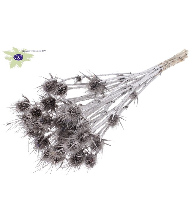 Champagne-coloured natural dried thistles | Cardi Stella dried flowers | Length 55 centimetres | 10 per bunch | Order per 6 bunches