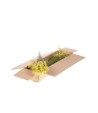 LDD Limonium jaune naturel séché | Statice fleurs séchées | Par 4 pièces