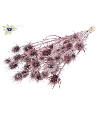 QC Champagne-coloured natural dried thistles with glitter | Cardi Stella dried flowers | Length 55 centimetres | 10 pieces per bunch | Per 15 bunches