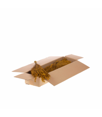 LDD Yellow dried Solidago | Goldenrod dried flowers | Per 4 pieces