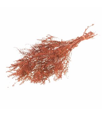 LDD Solidago séché orange intense | Fleurs séchées de verge d'or | Par 25 pièces