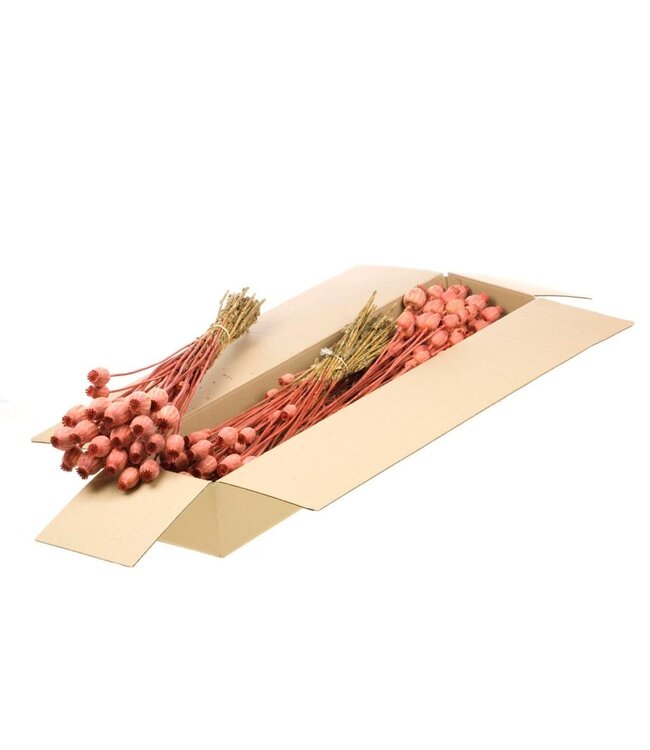 Coquelicots séchés orange | Commande par 4 bottes