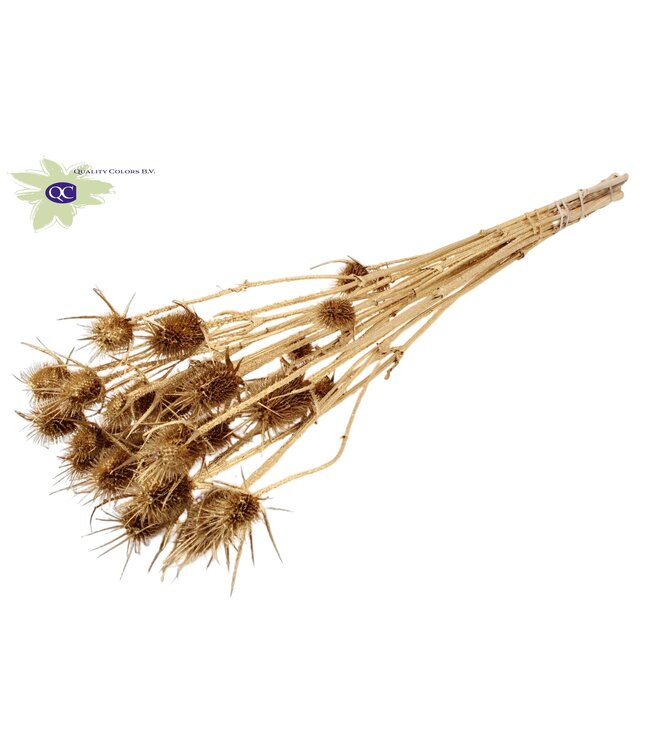 Antique gold coloured natural dried thistles | Cardi Stella dried flowers | Length 55 centimetres | 10 pieces per bunch | Order per 6 bunches