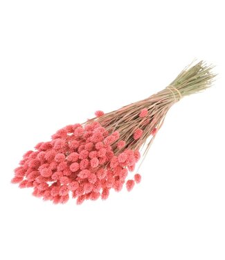 LDD Roze gedroogd Kanariegras | Phalaris droogbloemen | Per 20 bossen