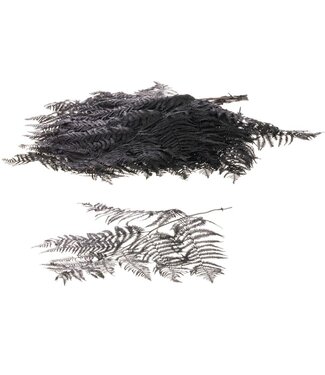 LDD Bracken fern 10pc black | Per 15 stuks