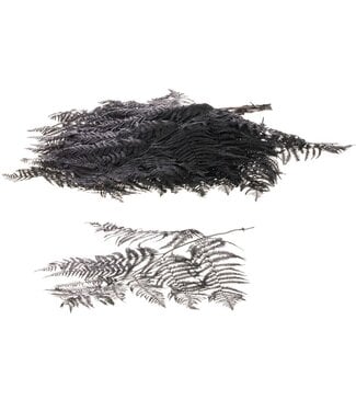 LDD Bracken fern 10pc black ( x 15 )