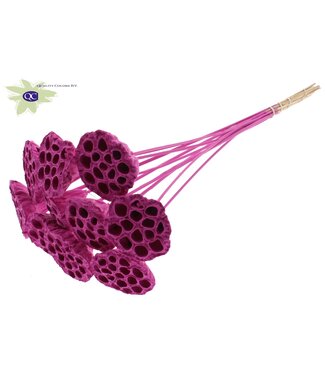 QC Lotus 5-7cm on stem Covered Cerise | Per 50 stuks