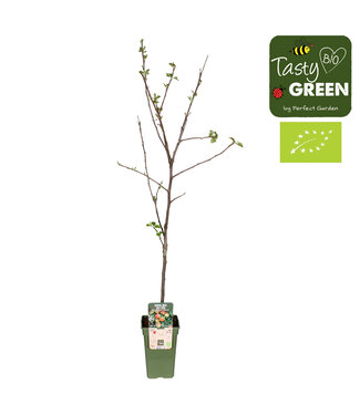 ME Malus domestica Jonagold Bio | Pot size 19 | Per 6 pieces