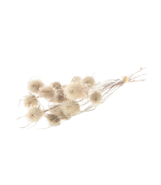 LDD Natural dried thistle | Chardon dried flowers | Length 55 centimetres | Per 15 pieces