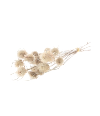 LDD Naturelle gedroogde distel | Chardon droogbloemen | Lengte 55 centimeter | Per 15 stuks
